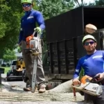Arborist inspecting a dangerous tree in Huntingtown, MD