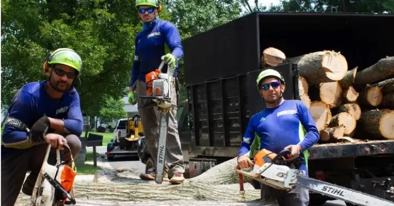 Arborist inspecting a dangerous tree in Huntingtown, MD