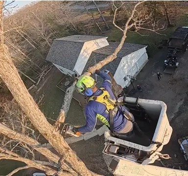 Crew performing emergency tree removal in Hollywood, MD after storm damage