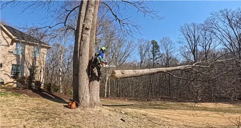 tree service in Charlotte Hall, MD