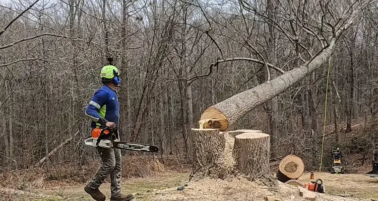 Tree Removal in Southern Maryland | Empire Tree Services
