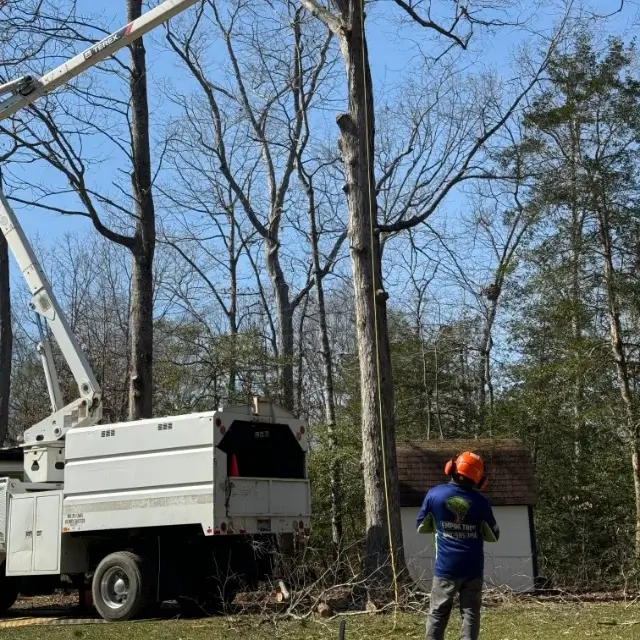 Tree Removal Mechanicsville MD