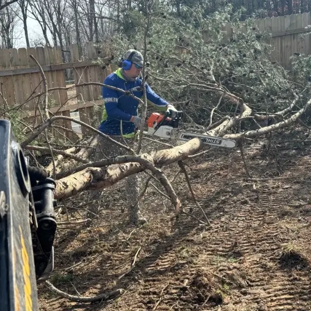 emergency tree removal in California, MD