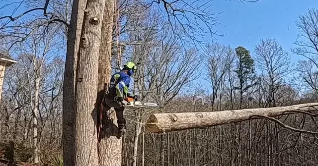tree service california md
