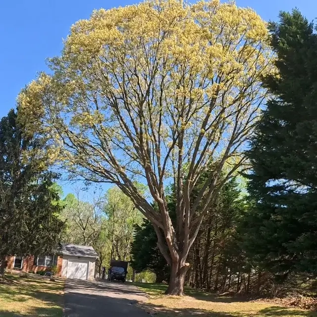 Tree Trimming Near Me