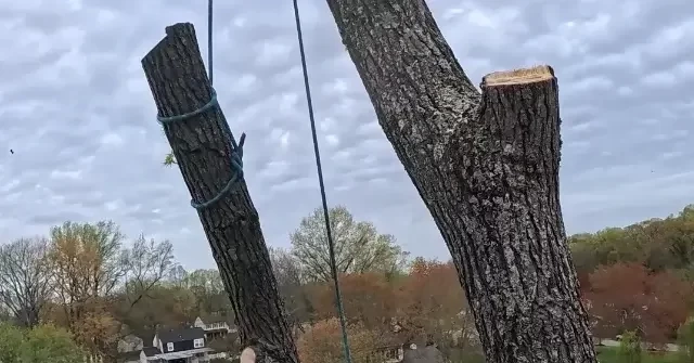 Tree removal crew working in Hollywood, MD