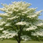 Dogwood Tree Care