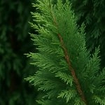 Leyland Cypress n Southern Maryland