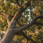 a leaning tree in a homeowner’s yard