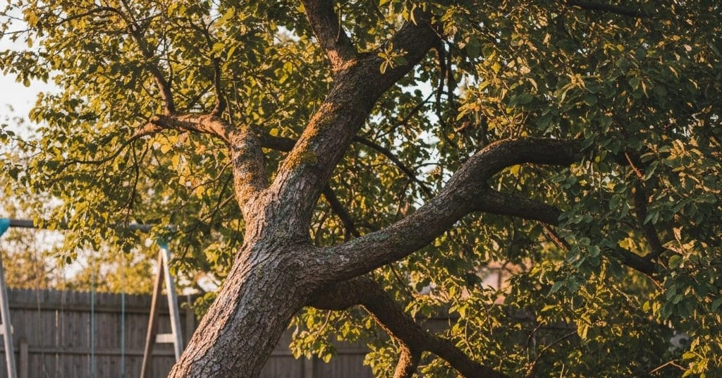 a leaning tree in a homeowner’s yard
