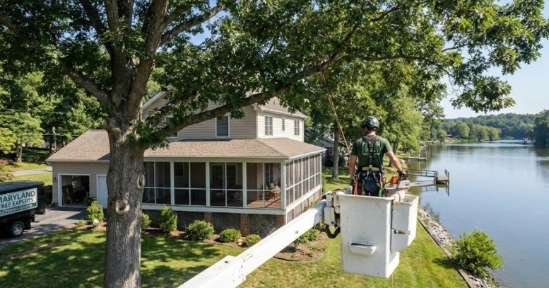 Licensed tree expert trimming a large oak tree near a waterfront home in Southern Maryland