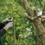 Arborist performing structural pruning on a mature tree for balance and safety