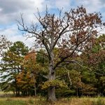 Dying oak tree in Southern Maryland showing canopy dieback and brown leaves