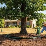 How to Protect Southern Maryland Trees From Heat and Drought