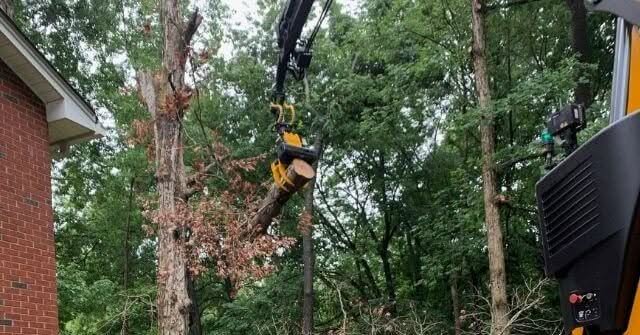 Tree decline symptoms affecting mature trees in Southern Maryland neighborhoods